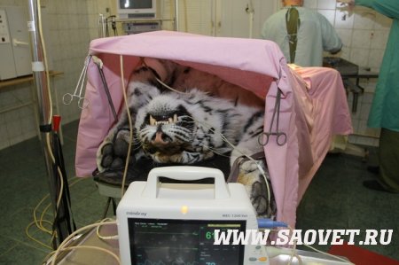 У тигрицы диагностировали гнойное воспаление матки
