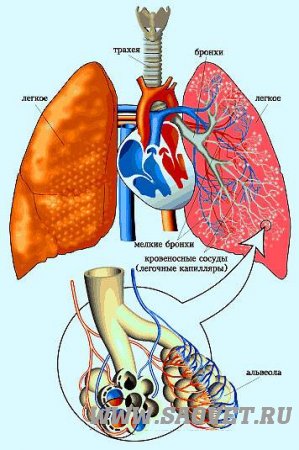 Физиология дыхательной системы у животных