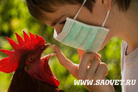 Установлены ограничительные мероприятия по гриппу птиц на территории Московской области