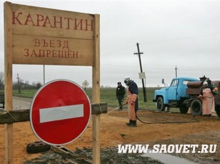 Карантин по бешенству объявлен в Солнечногорском, Ступинском, Чеховском и Можайском районах Московской области