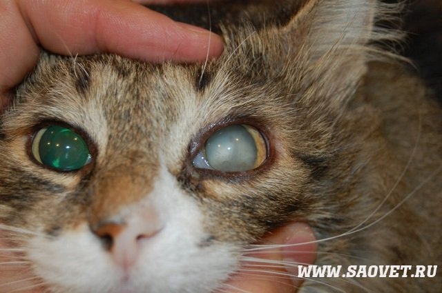 Почему у кошек слезятся глаза » Станция по борьбе с болезнями животных