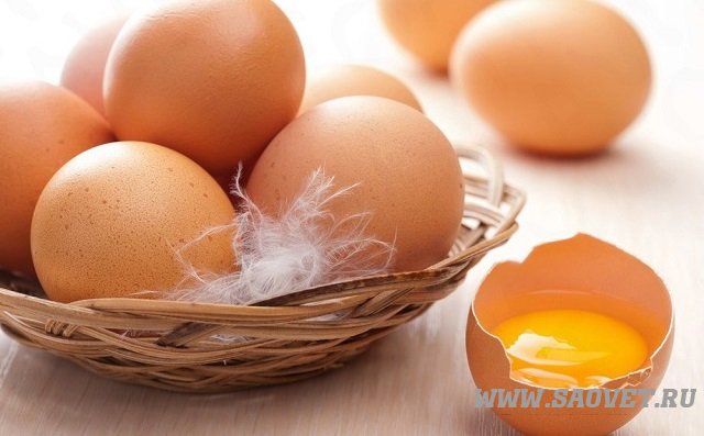 Домашние куриные яйца: польза и вред здоровью » Станция по борьбе с  болезнями животных